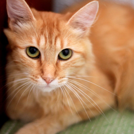 multimedia-foto51405-817-1