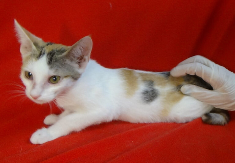 multimedia-foto51426-300-1