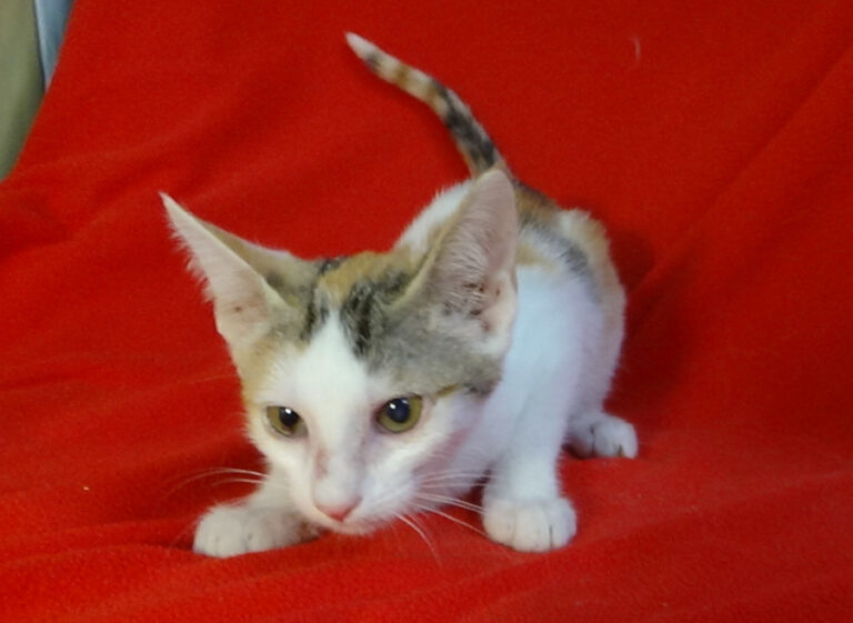 multimedia-foto51429-301-1