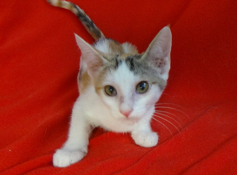 multimedia-foto51430-301-1