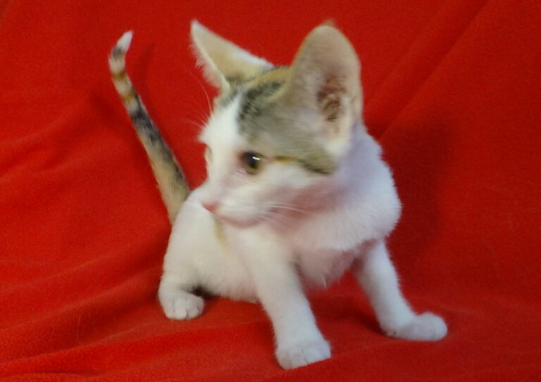 multimedia-foto51431-301-1