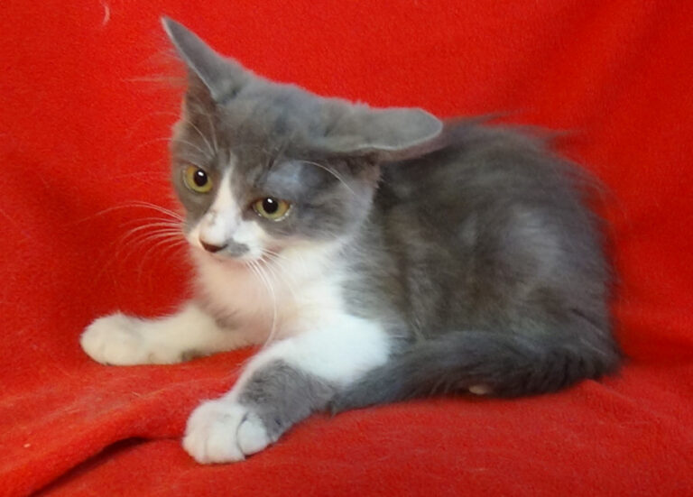 multimedia-foto51525-713-1