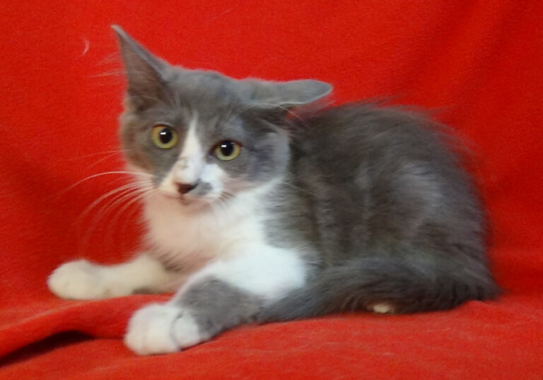 multimedia-foto51526-714-1