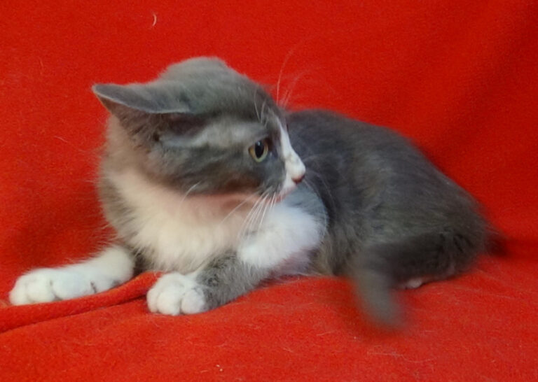 multimedia-foto51527-714-1