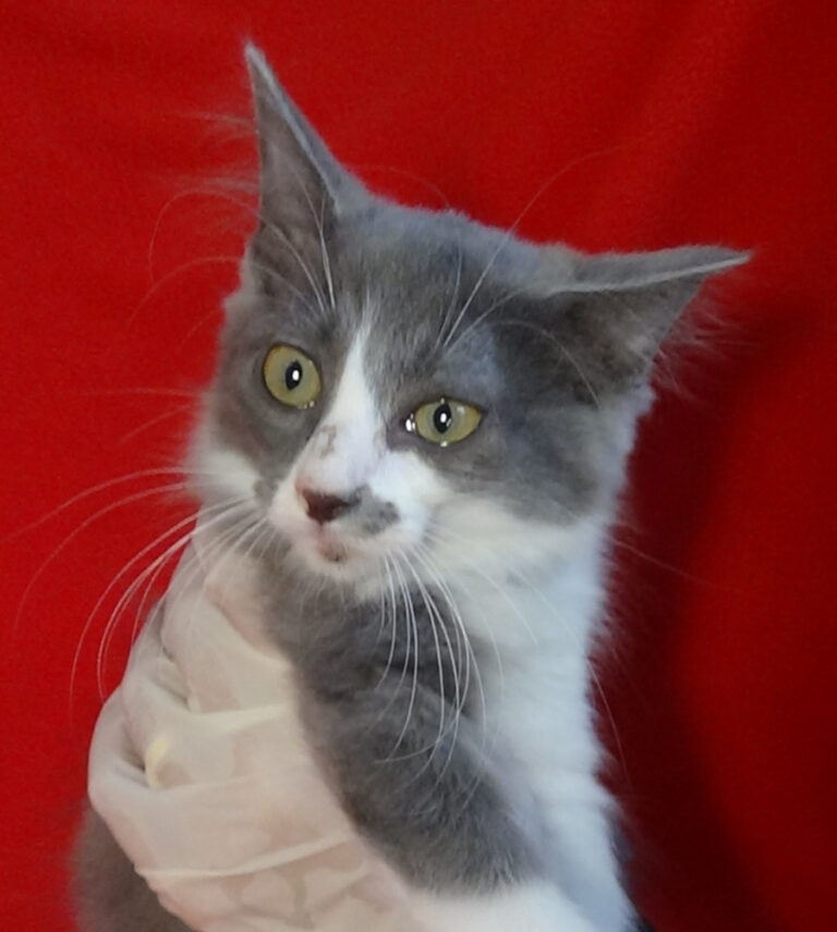 multimedia-foto51528-714-1