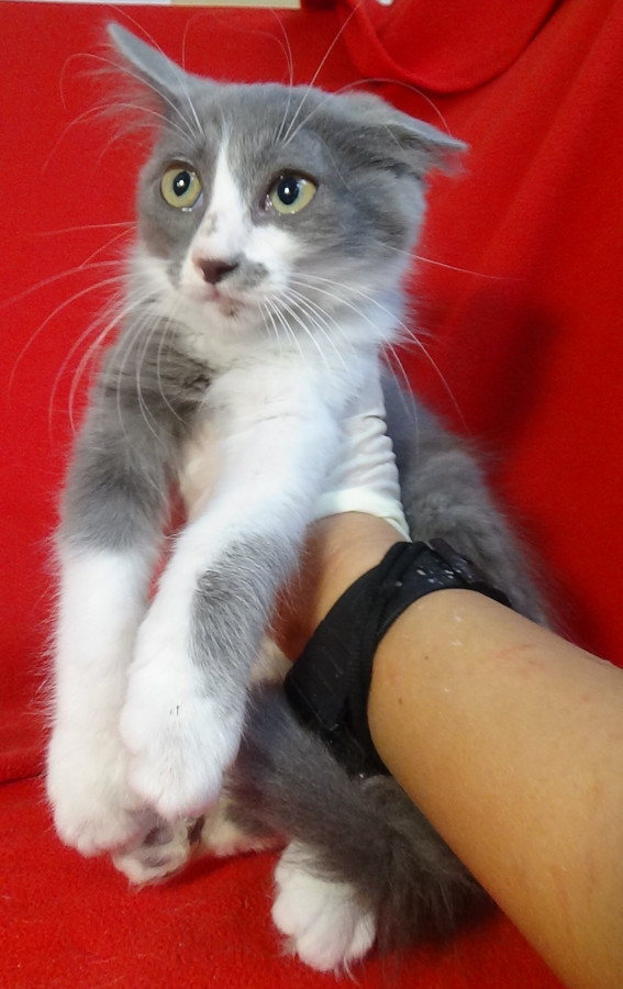 multimedia-foto51529-715-1