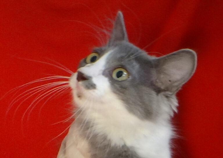 multimedia-foto51530-715-1