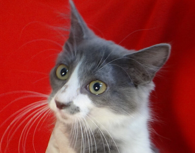 multimedia-foto51531-715-1