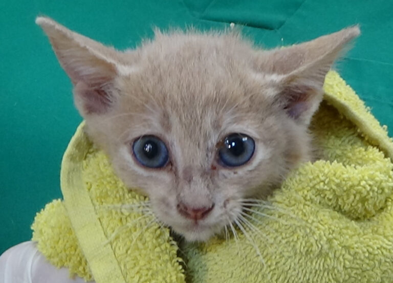 multimedia-foto51574-719-1