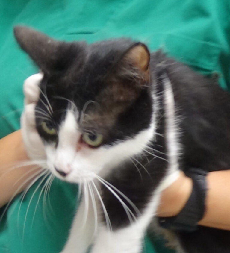 multimedia-foto51678-206-1