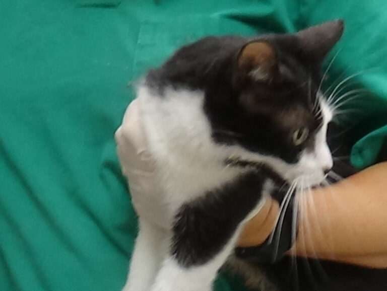 multimedia-foto51680-206-1