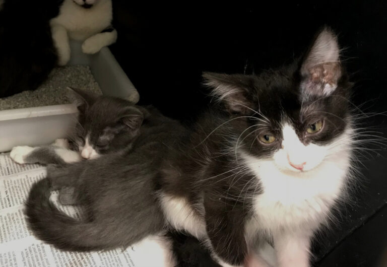 multimedia-foto51681-207-1