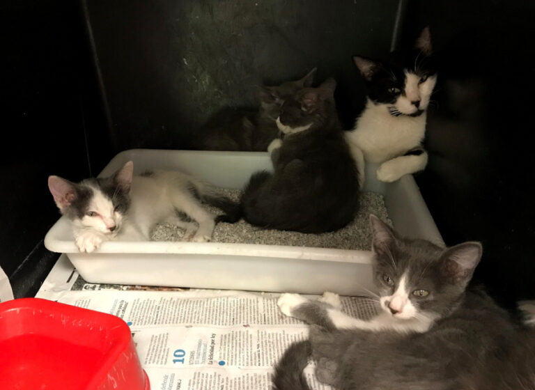 multimedia-foto51683-207-1