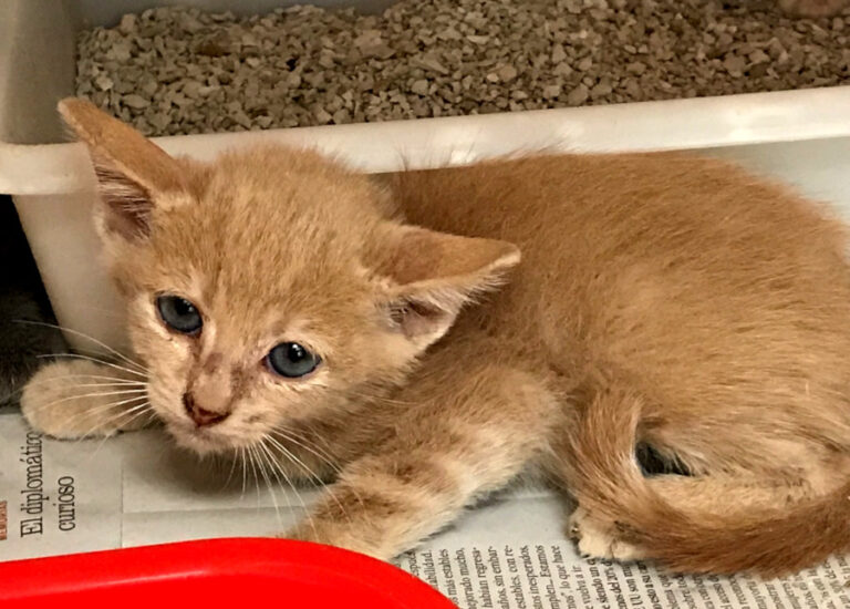 multimedia-foto51716-2-1