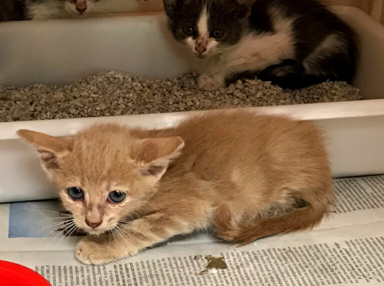 multimedia-foto51717-2-1