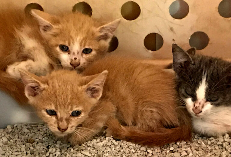 multimedia-foto51718-2-1