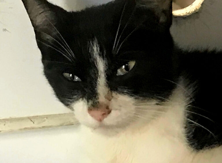 multimedia-foto51725-650-1