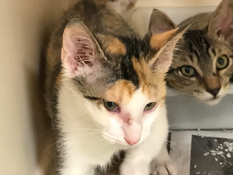 multimedia-foto51736-377-1