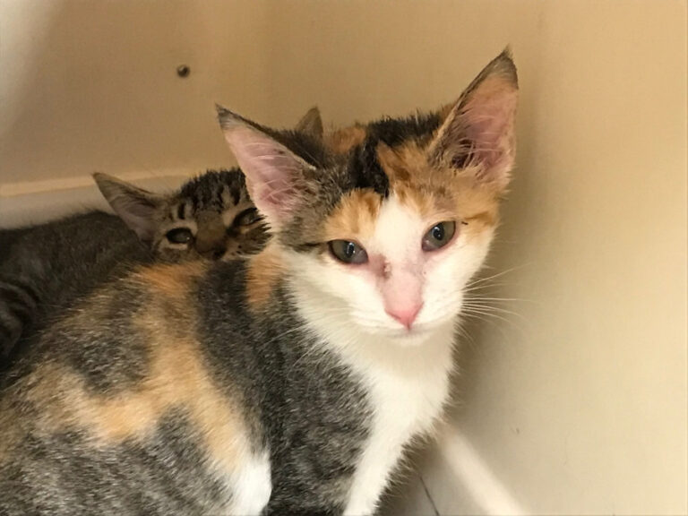 multimedia-foto51737-377-1