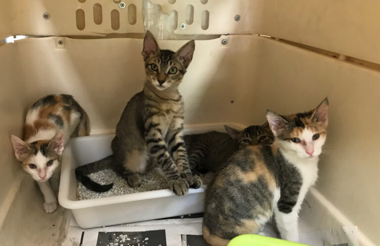 multimedia-foto51738-378-1