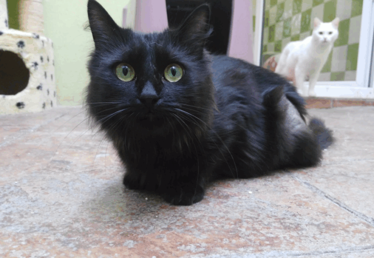 multimedia-foto51748-106-1