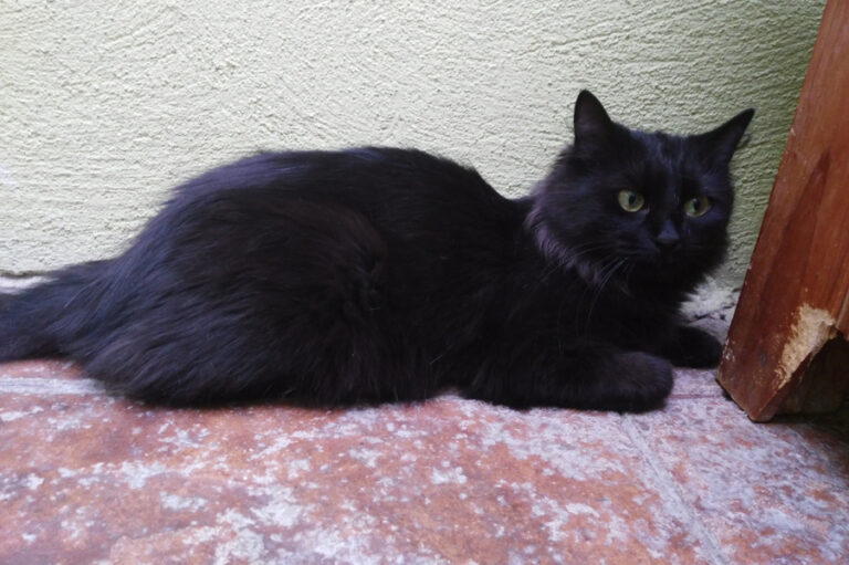 multimedia-foto51749-106-1