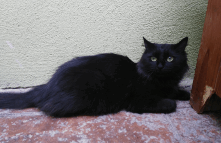 multimedia-foto51750-106-1