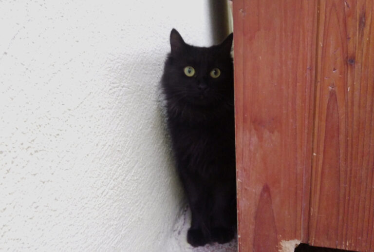 multimedia-foto51751-107-1