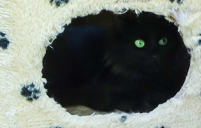 multimedia-foto51757-109-1