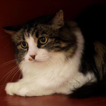 multimedia-foto51779-364-1