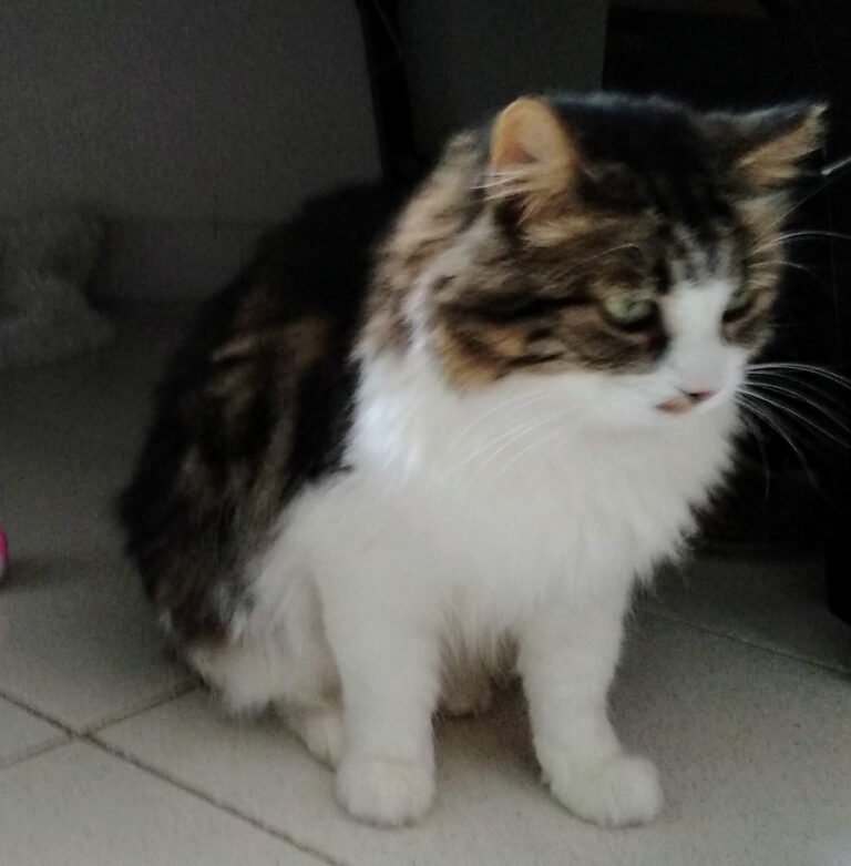 multimedia-foto51780-364-1