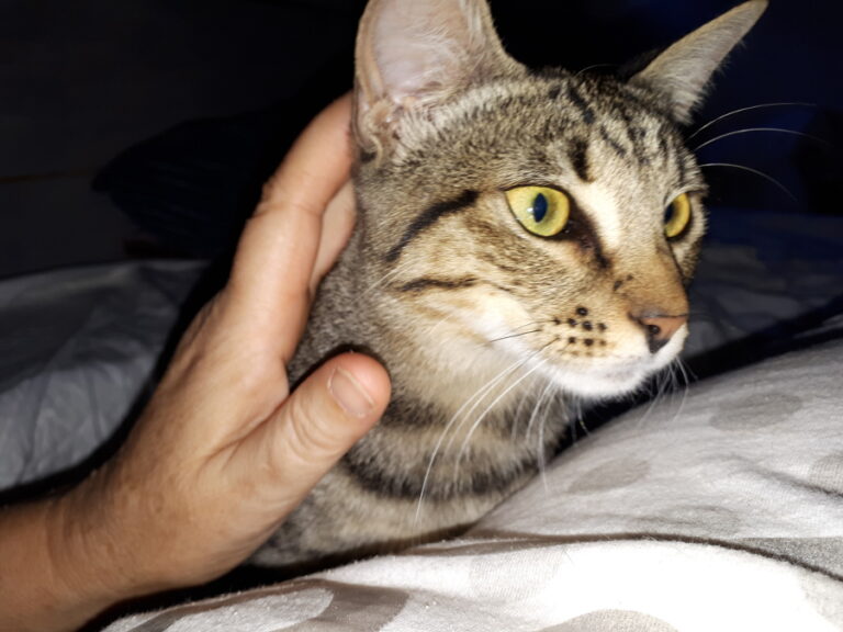 multimedia-foto51825-980-1