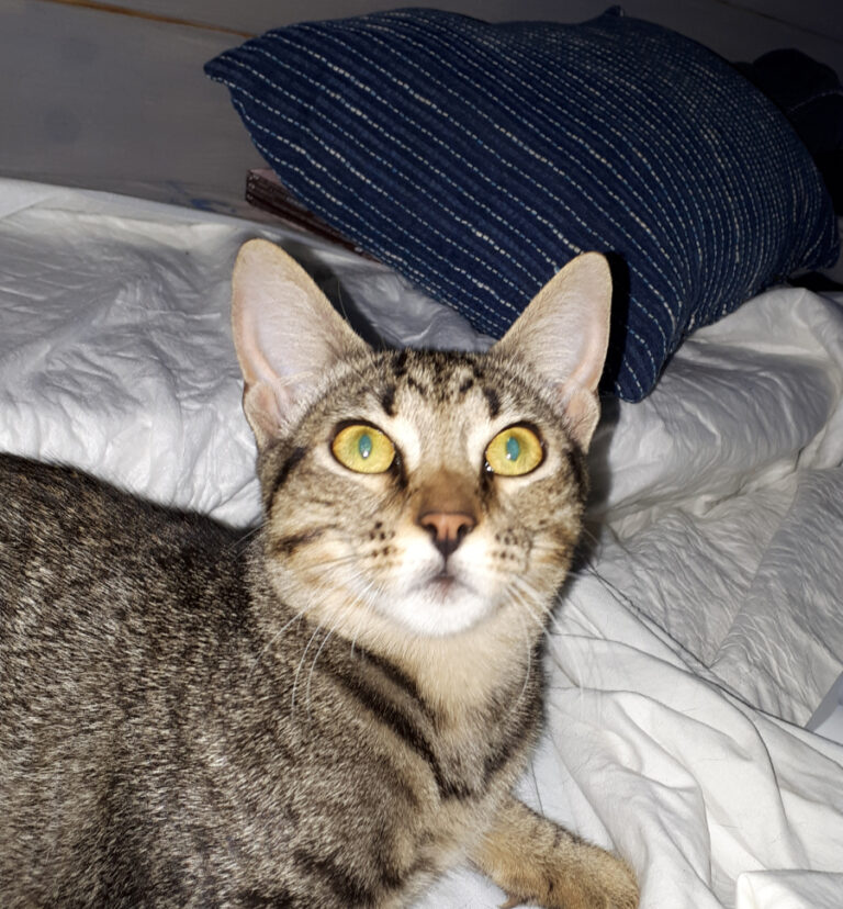 multimedia-foto51826-980-1