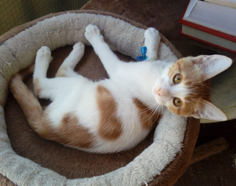 multimedia-foto51845-901-1