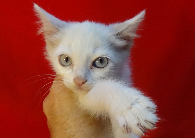 multimedia-foto51871-32-1