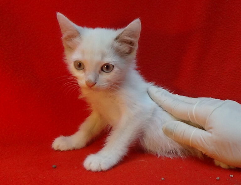 multimedia-foto51872-32-1