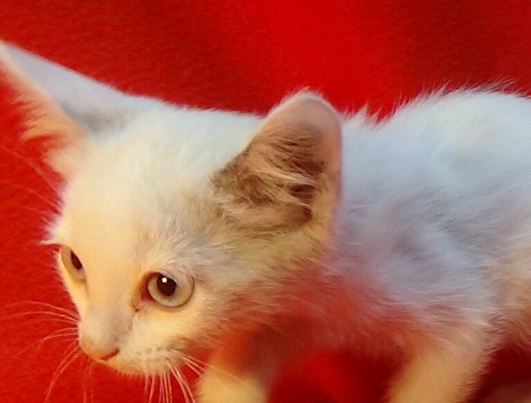 multimedia-foto51873-32-1