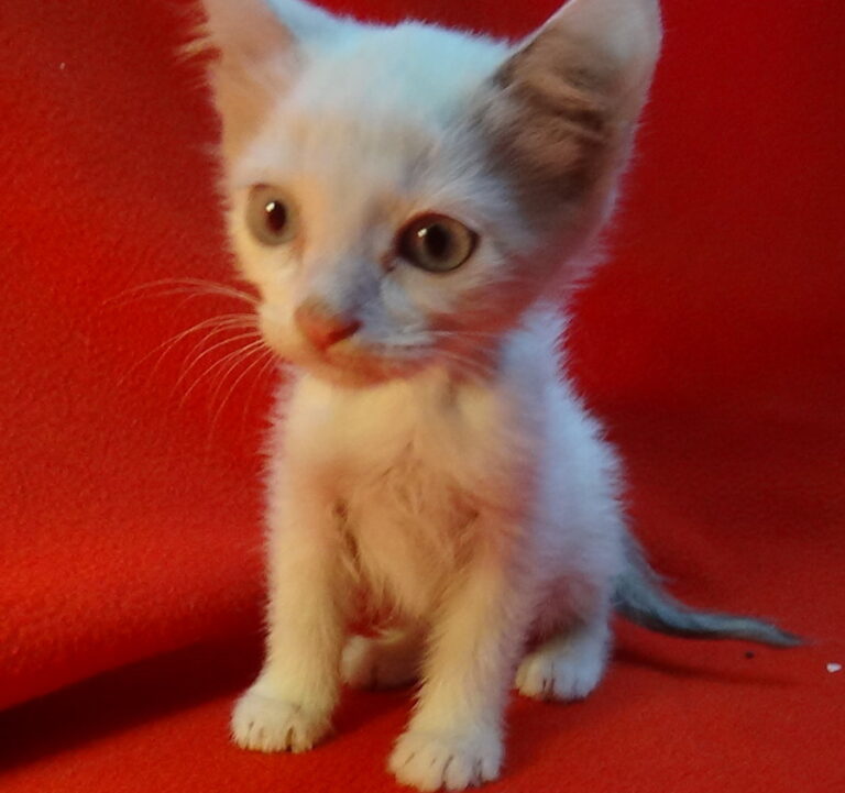 multimedia-foto51874-32-1