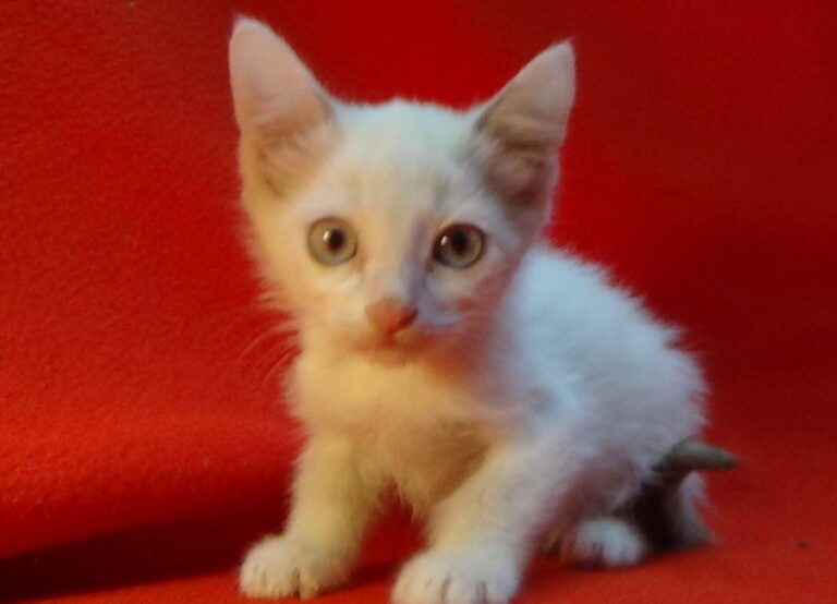 multimedia-foto51875-33-1