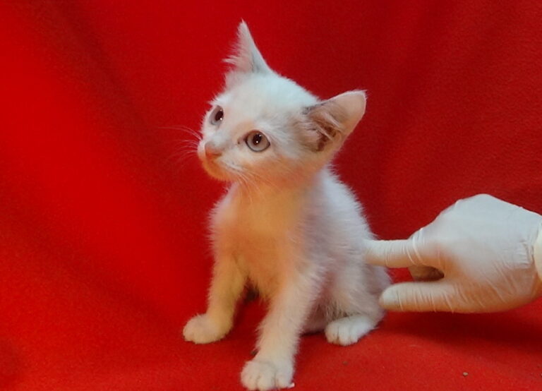 multimedia-foto51876-33-1