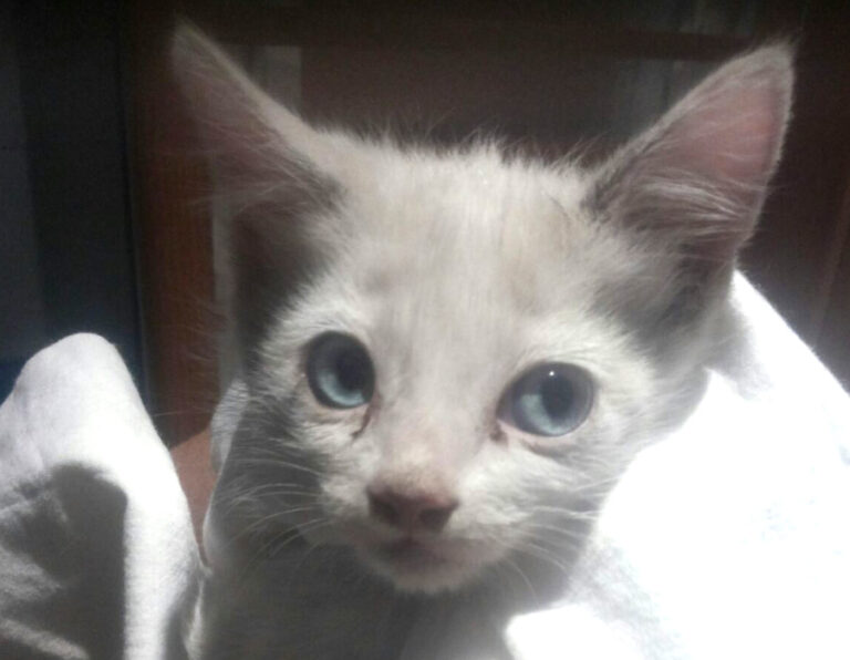 multimedia-foto51877-33-1