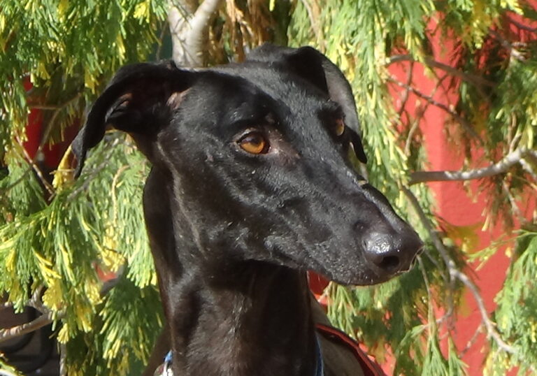 multimedia-foto51907-23-1