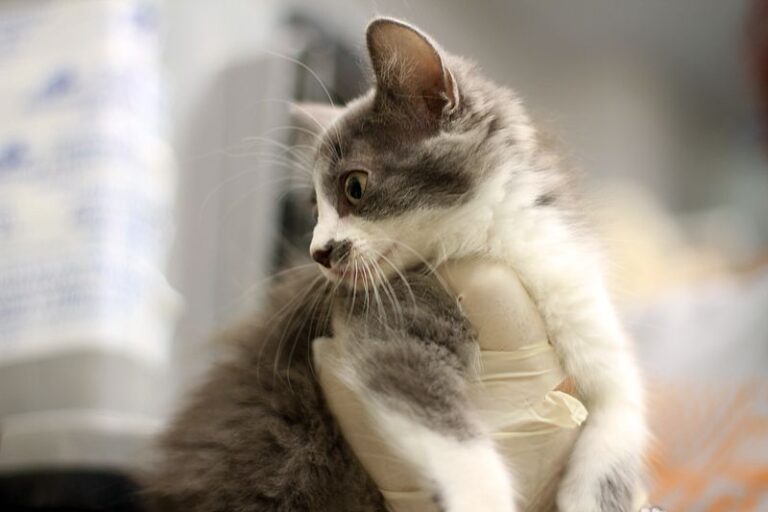 multimedia-foto51994-308-1