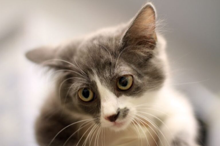 multimedia-foto51997-309-1