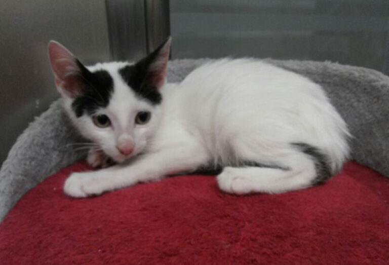 multimedia-foto52010-735-1