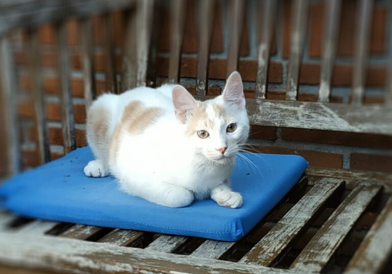 multimedia-foto52178-400-1