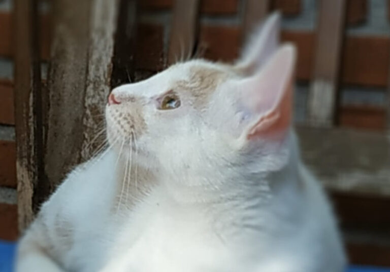 multimedia-foto52179-400-1