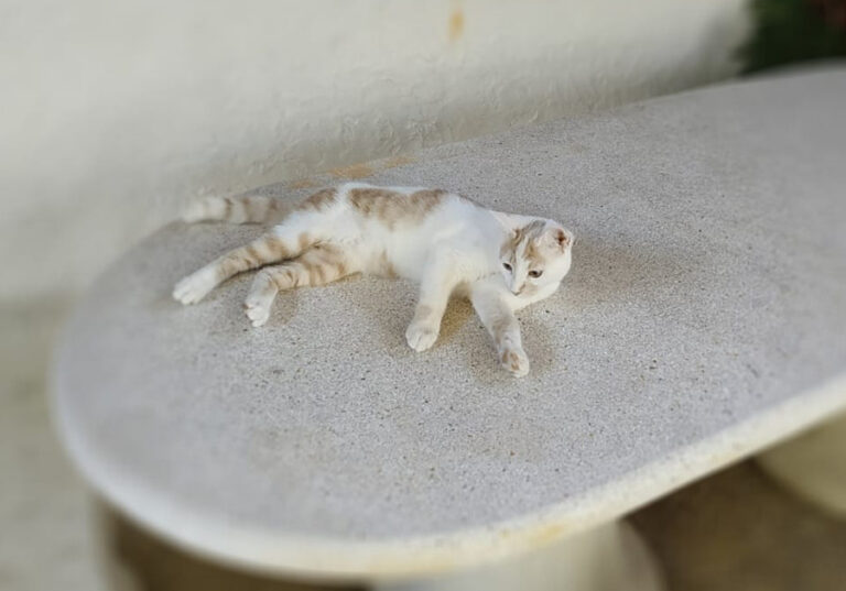 multimedia-foto52180-400-1