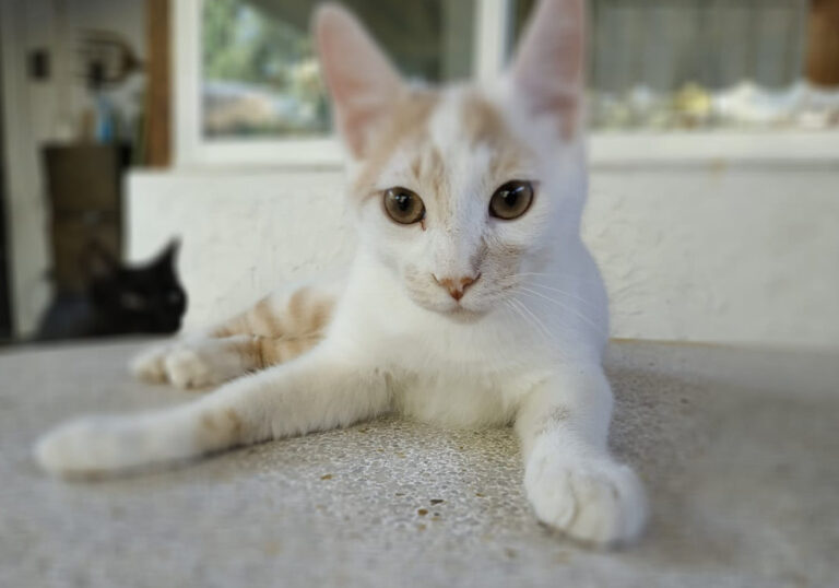 multimedia-foto52181-400-1