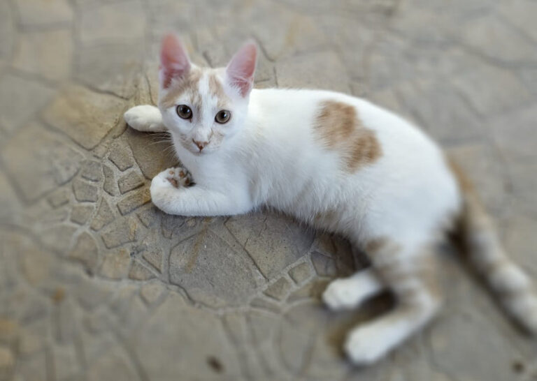 multimedia-foto52183-401-1